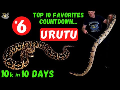 The Urutu: A Rare and Deadly Snake