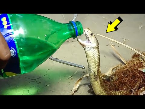 Cobra pide Ayuda | ANIMALES QUE PIDIERON AYUDA A LAS PERSONAS
