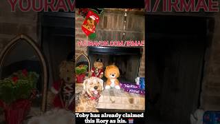 Rory the Lion- Avon Fundraiser