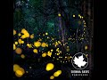 Fireflies-Owl City Cover-Sienna Skies 