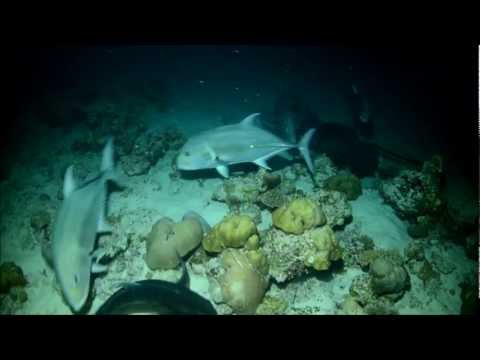 SOUTHERN CROSS MALDIVAS 2013