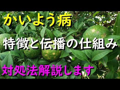 寄生虫病と戦うためのレモンの木のメンテナンスに関するアドバイス