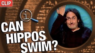 QI | Can Hippos Swim?