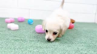 ハーフ犬の動画01