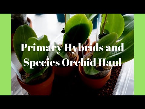 Orchid Haul - 7 Phalaenopsis Species and Primary Hybrids