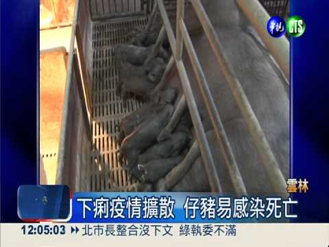 仔豬漲價! 警"護豬專案"加強巡邏