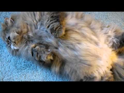 12 06 22 MEGA FLUFF - Gypsy Rose