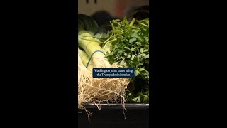 Download lagu Washington attorney general joins fight over SNAP benefits mp3 Download lagu Washington attorney general joins fight over SNAP benefits mp3