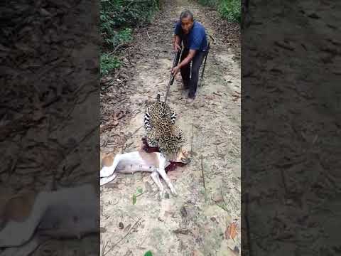 Onça mata cachorro de  caçador e ele faz armadilha pra mata-la