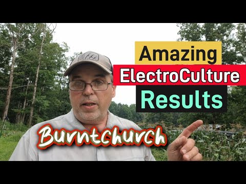 Amazing ElectroCulture Results #electrocultureresults #electroculture