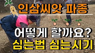 인삼씨앗 어떻게 심어야 잘 올라올까요? 인삼씨앗 파종기
