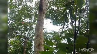 Download lagu suara burung Anis terbaru mp3 Download lagu suara burung Anis terbaru mp3