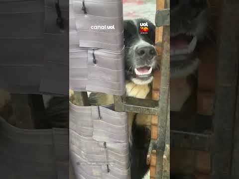 Cachorro foge de casa para ir à creche pet após dias de ausência