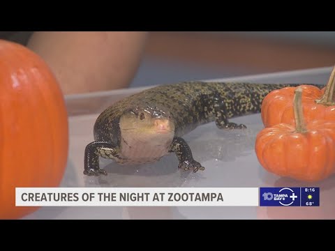 Creatures of the Night brings family-friendly haunts to ZooTampa - YouTube