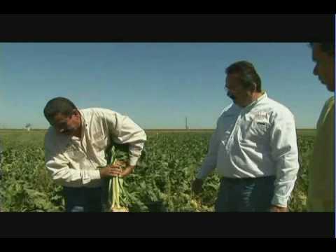 , title : 'Validación de variedades de remolacha azucarera en riego y temporal como opción forrajera en el norte de Sinaloa (1/2)'