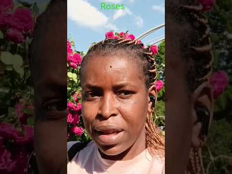 Rose Vs Roses #rosecolours #garden #Flowers #naturephotography