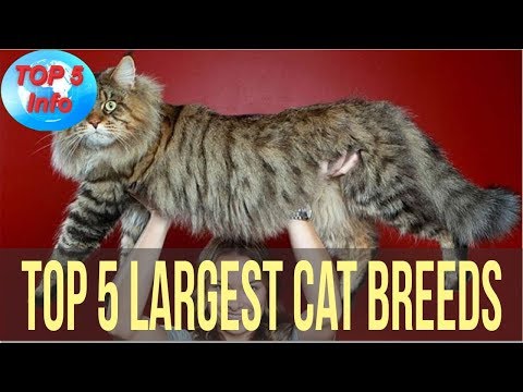 Top 5 Largest Cat Breeds in the world That Actually Exist