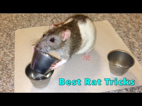 Shadow The Rat - Best Rat Tricks (Compilation)