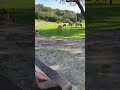 Disney Animal Kingdom Safari Zebra Disneyparks Africa Lionking Memories Safari Familytime