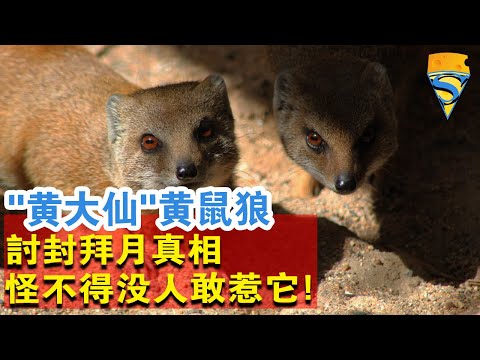 黃大仙黃鼠狼