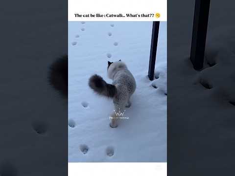Her tail is dancing 💃🏻#cat #snow #catwalk #model #shorts #1mviewers @Mafiaqueen_Shadox