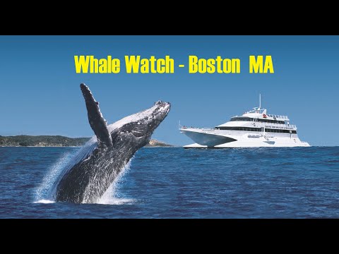 Whale Watch Boston - MA | Jessy Regan Vlog