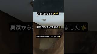 Tatsu_P、新米を精米する