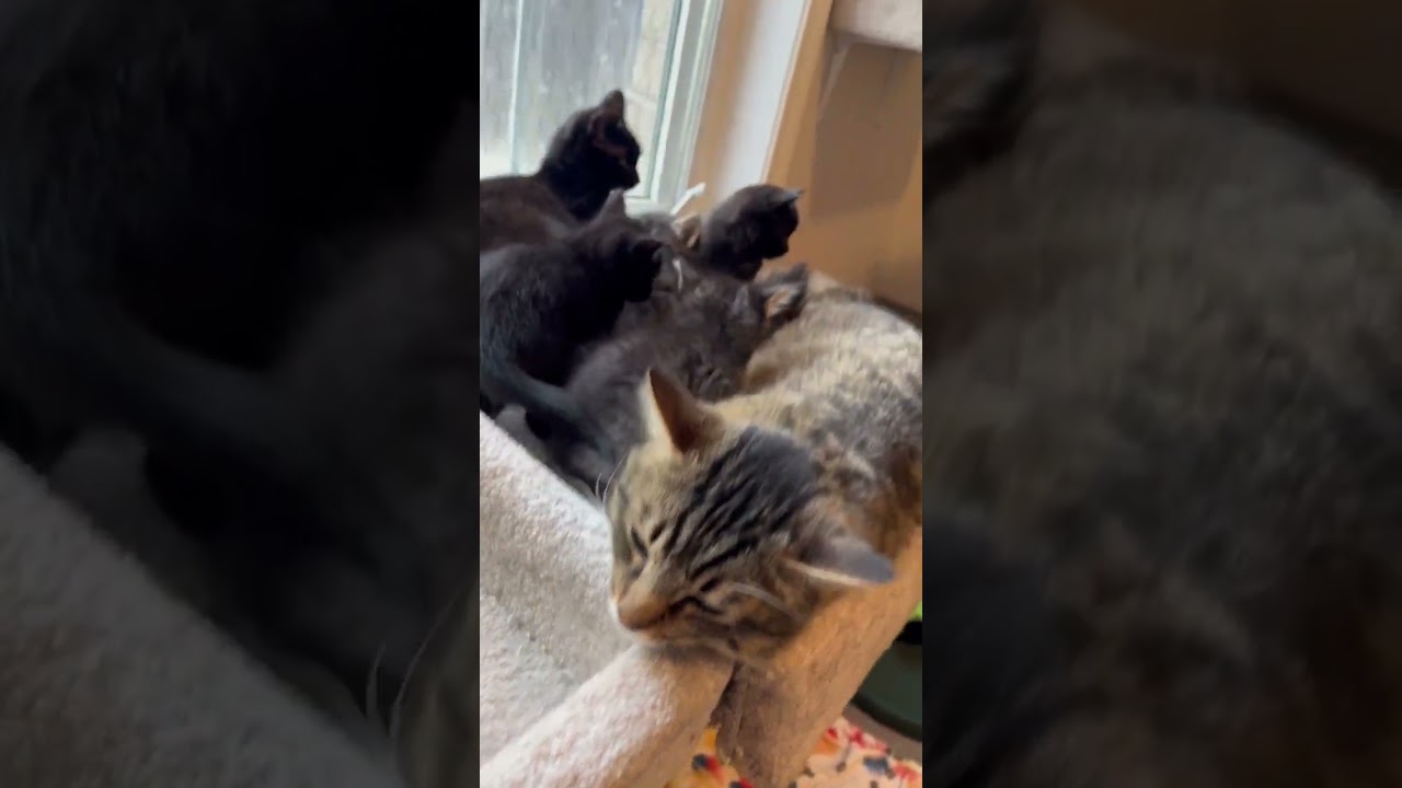 Enlarge Raven & Remmington, a ADOPTABLE Domestic Medium Hair in Brantford, ON video 4/4