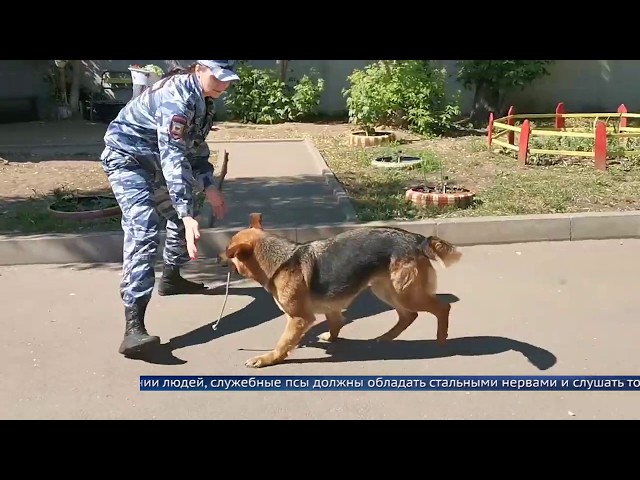 Главное – нюх!