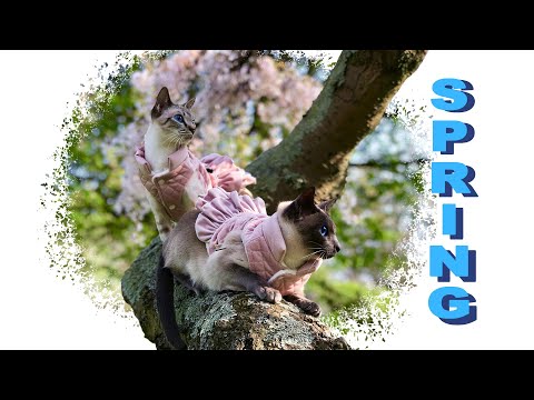 🌀Amazing cat's walk of my cats in the beautiful spring park | Thai cats | Traditional Siamese cats