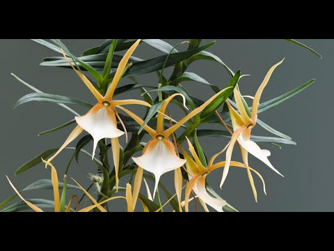 Episode 2 Angraecum vigueri. Scented orchids in April 2021