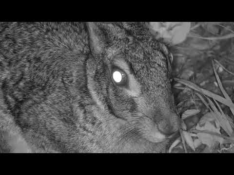 Djuma: Scrub Hare - 20:13 - 12/24/19