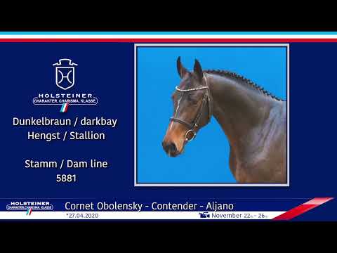 Holsteiner Körlot 2023 | Nr. 34  Colcannon II