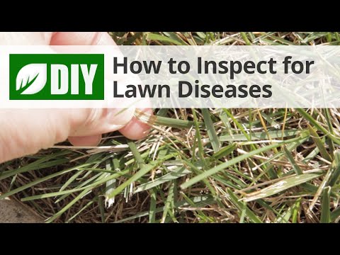  How to Inspect for Lawn Diseases  Video 
