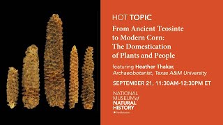 Human Origins Today – From Ancient Teosinte to Modern Corn: The Domestication of Plants and People