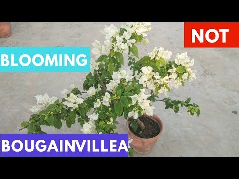 download lagu mp3 mp4 My Bougainvillea Does Not Flower, download lagu My Bougainvillea Does Not Flower gratis, unduh video klip My Bougainvillea Does Not Flower