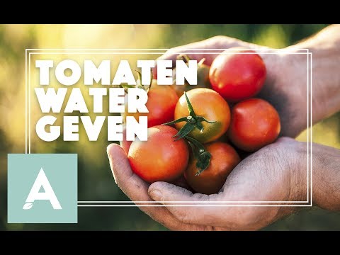 , title : 'Tomaten water geven! - Grow, Cook, Eat #33'