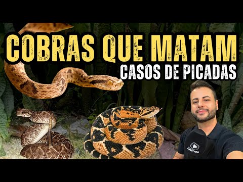 JARARACA, CASCAVEL OU SURUCUCU: QUAL VENENO MATA MAIS RÁPIDO?