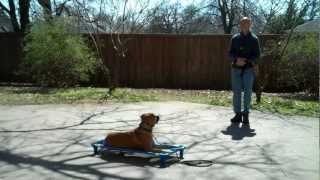 preview picture of video 'Flower Mound dog training | Zurie - black mouth yellow cur | Redeeming Dogs | Tod McVicker'