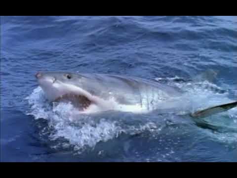 Sharks - The Ultimate Guide (1996)