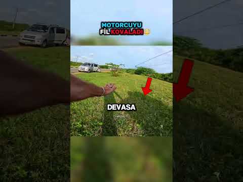Motorcuyu Fil Kovaladı! 😳 #shorts