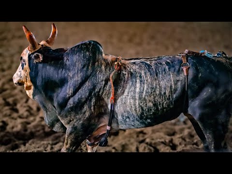 Rodeio de OUROESTE 2025 - (SEXTA / MELHORES MOMENTOS)