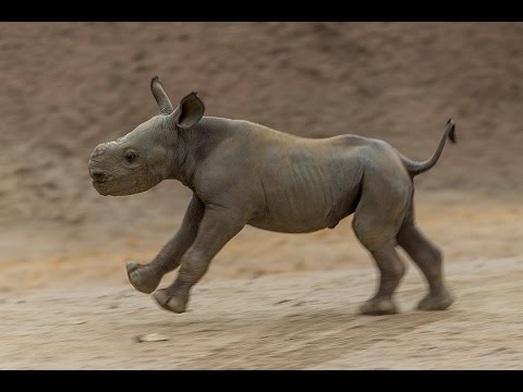 Running With Rhinos...