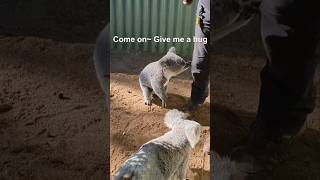 Download lagu Cute Koala asks keeper to hug him #animals #voiceover #shorts mp3