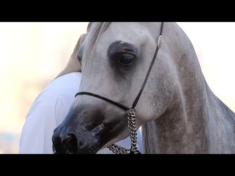 D AMEEREYYAH - Senior Mare Contender, KIAHF 2023 Peninsula Show