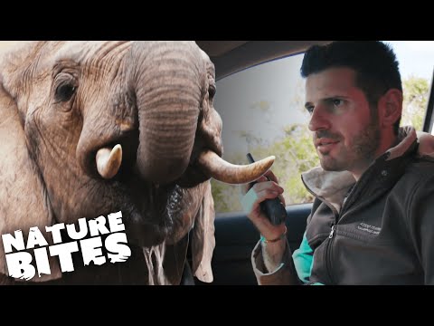 SHOCKING Elephant Sound Experiment | Nature Bites