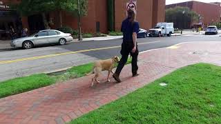 Download Lagu 2yr Yellow Lab (Charlee) | Off Leash Allstar in 2 Weeks! | Best Dog Trainers in Eastern Washington Thumbnail
