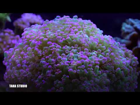 Best Hamd of the world | Naat