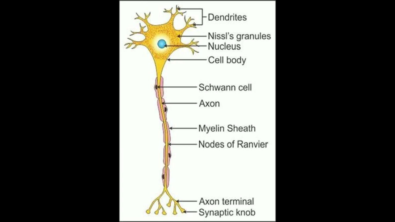 Nerve cell Diagram || Neuron system | Crucial‍ role in our body
