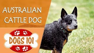 Dogs 101 - AUSTRALIAN CATTLE DOG - Top Dog Facts About the AUSTRALIAN CATTLE DOG